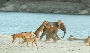 14 lionnes attaquent un éléphanteau