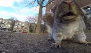Un écureuil vole une GoPro, l'emmène dans son arbre et la laisse tomber d'en haut!