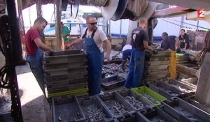La pêche au thon rouge de nouveau autorisée en Méditerranée