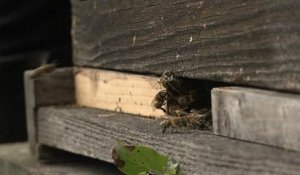 Ariège: décès en masse des abeilles, possible mise en cause de molécules
