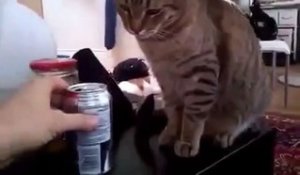 Ce chat n'aime vraiment pas les sodas