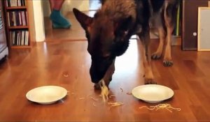 Spaghetti Eating Competition_ Golden Retriever vs German Shepherd
