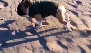FAIL d'un chien courant sur le sable