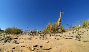 Une girafe passe au dessus d'une GoPro
