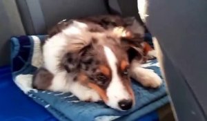 Un chien se réveille en voiture avec « Let It Go »