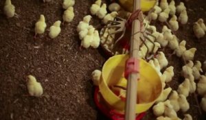 L'horreur d'un élevage de poulet américain - Un éleveur craque