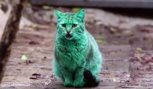 Nous avons trouvé le chat vert de Hulk