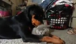 Ce Rottweiler aime beaucoup ce chat... beaucoup trop!