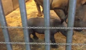 Naissance d'un bébé rhinocéros blanc au zoo d'Amnéville