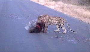 Leopard VS Porc-épic : combat sanglant au Kruger National Park