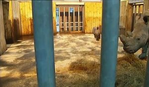 Naissance d'un rhinocéros blanc dans un zoo de Moselle