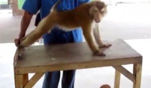 Avez-vous déjà vu un singe faire des pompes ?