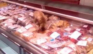 Chat vole de la nourriture dans une poissonnerie