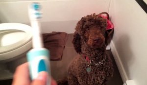 Poodle vs Toothbrush