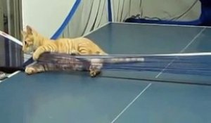 Un chat professionnel du ping-pong !