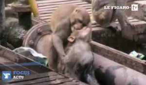 L'incroyable sauvetage d'un singe par son congénère