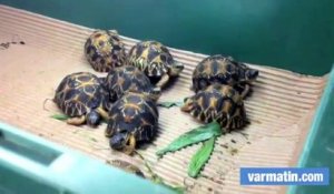 170 bébés tortues saisis à Roissy accueillis dans le Var