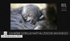 Un bébé gorille naît au zoo de San Diego
