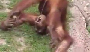Un singe qui se pisse dans la bouche