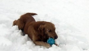Un chien perturbé par son jouet qui couine... "Mais d'où ça vient ce son?"