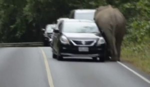 Un éléphant sauvage détruit des voitures en Thaïlande
