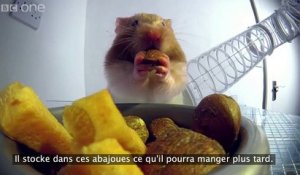 A l'intérieur d'un hamster (Rayons X)