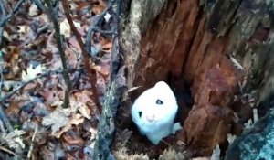 Une Hermine joue à cache-cache dans un tronc d'arbre!