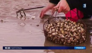Plage de La Baule : la pêche à pied a commencé