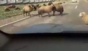 Coup de tête d'un mouton dans une voiture