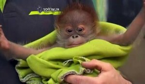 Il faut sauver Rieke, l'orang-outan né le 21 janvier au zoo de Berlin