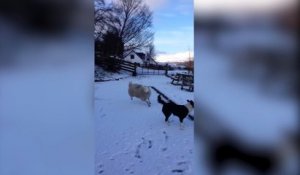 « Pet », le mouton qui se prend pour un chien