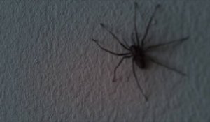 Quand des centaines d'araignées infestent votre appartement! Cauchemard...
