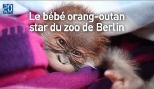 Rieke, le bébé orang-outan star du zoo de Berlin