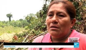 Pérou : quand la forêt recule