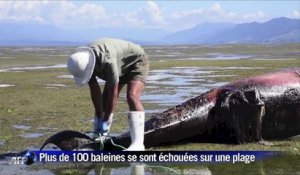 Deux cents baleines s'échouent sur une plage de Nouvelle-Zélande