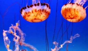 Des méduses fascinantes méduses à l'aquarium de Monterey Bay