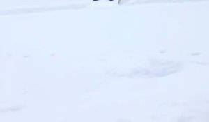 Un chien déblaye la neige sur une patinoire en utilisant une pelle. Futé l'animal!
