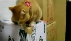Un chat devient fou à cause du distributeur de croquette...