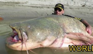 Silure de 3m de long : record du monde du plus gros poisson péché au leurre!