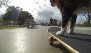 Ce chat fait du skate comme un rider pro!