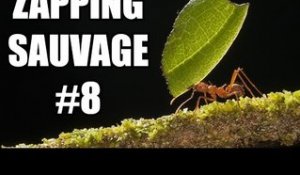 Les fourmis ont inventé l'agriculture avant l'Homme ! - ZS n°8