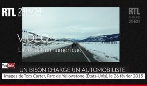 États-Unis : un automobiliste se fait charger par un bison