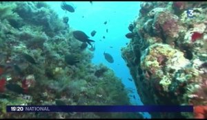 Inquiétude sur l'augmentation de la température en mer Méditerranée