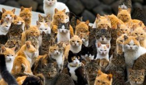 Japon : L’île aux chats sauvages