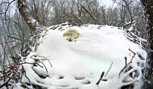 Un aigle sort de son nid enneigé
