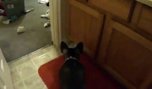Un chien débile s'énerve sur un mouchoir en papier