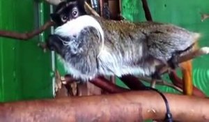 Des singes très étranges sont intrigués par une caméra