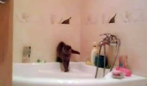 Le chat sur le rebord de la baignoire