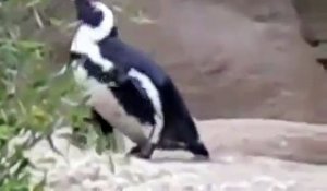 Le pingouin qui ramène l'appareil photo