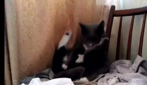 Un petit chat qui joue avec son minou